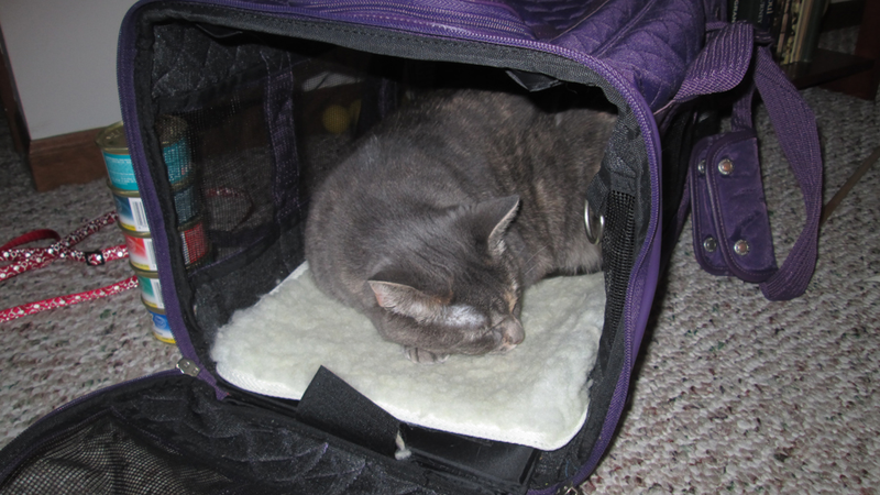 Illustration for article titled How to Fly Overseas With a Jerk Cat